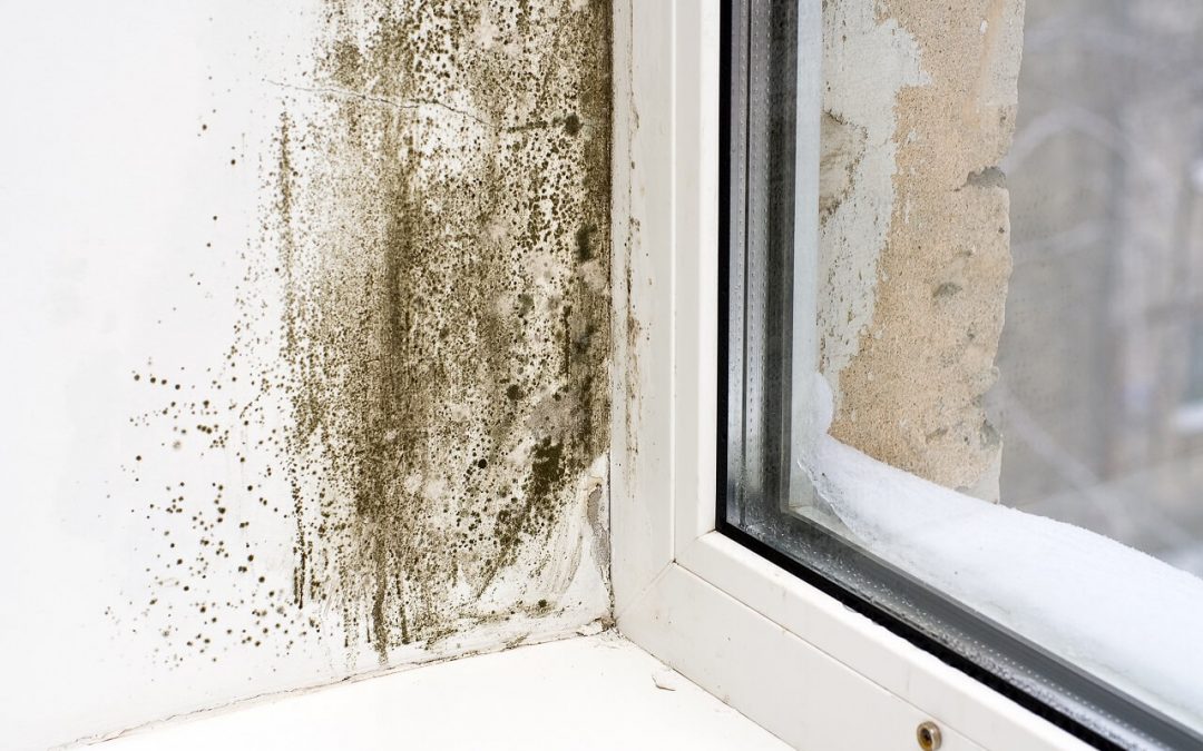 4 Ways to Prevent Mold Growth in Your Home