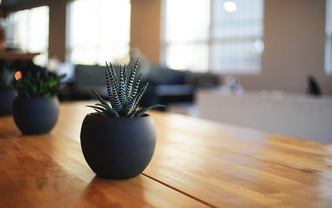 decorate with houseplants