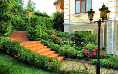 6 Native Plant Gardening Tips for California Homeowners